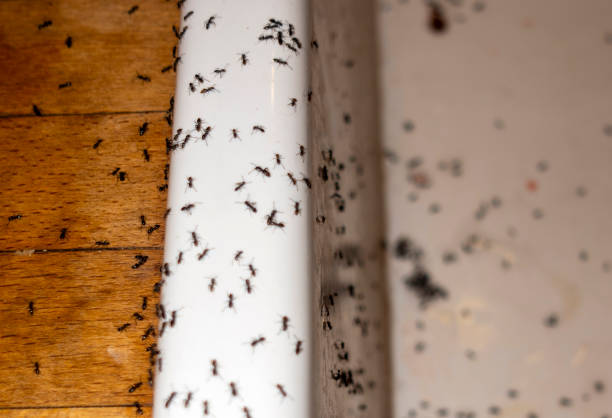 Reliable Soledad, CA Pest Control Solutions