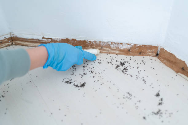 Best Wasp Removal Services  in Soledad, CA
